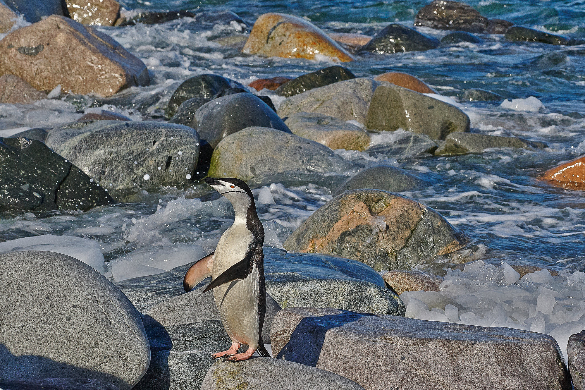 Zügelpinguin